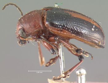 Media type: image; Entomology 9787   Aspect: habitus lateral view